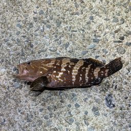 アコウ