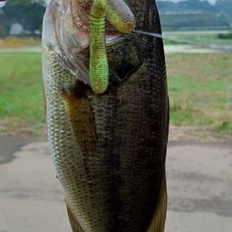 ブラックバス