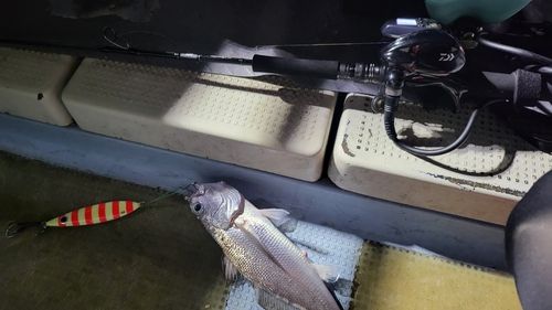 クログチの釣果