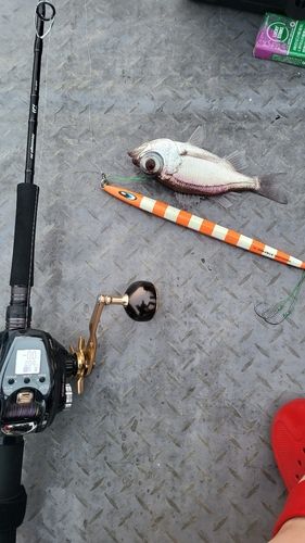 シロムツの釣果