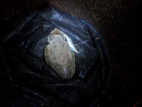 コウイカの釣果