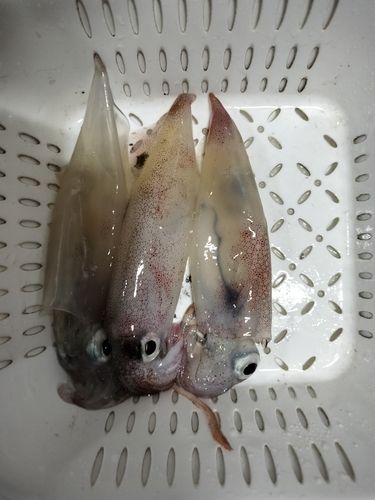 ヤリイカの釣果
