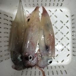 ヤリイカ