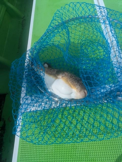 ヒガンフグの釣果