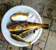 ヒガンフグの釣果