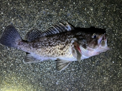 クロソイの釣果