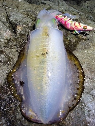 アオリイカの釣果