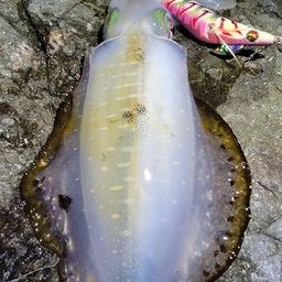 アオリイカ