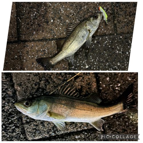 シーバスの釣果