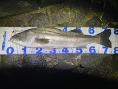 シーバスの釣果