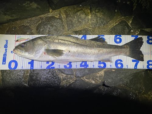 シーバスの釣果