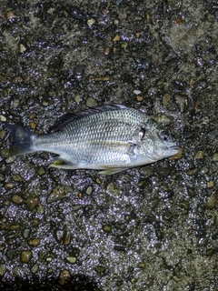 キビレの釣果