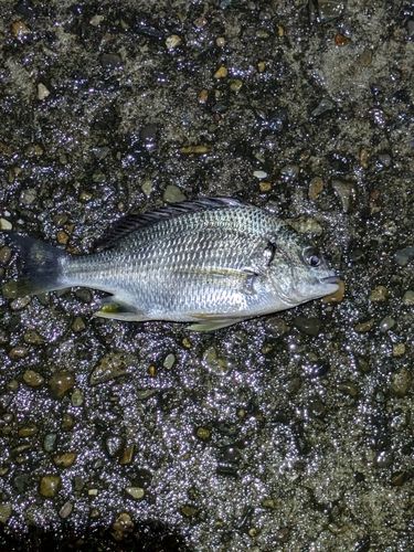 キビレの釣果