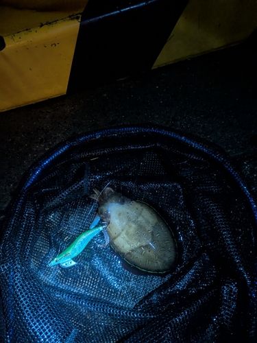 コウイカの釣果