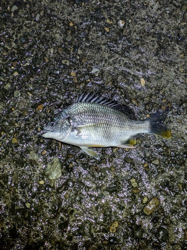 キビレの釣果