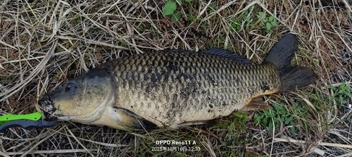コイの釣果