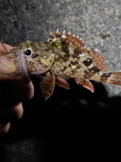 カサゴの釣果