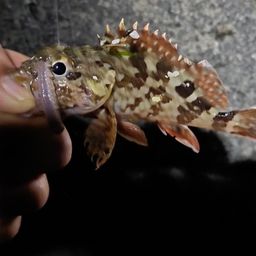 カサゴ