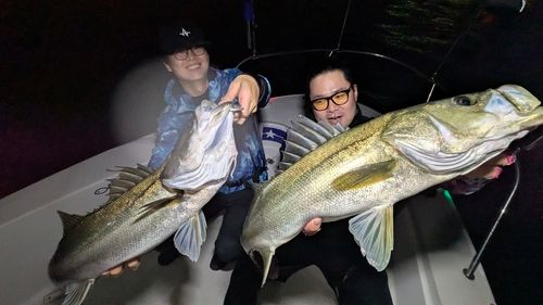 シーバスの釣果