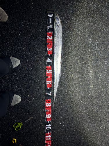 タチウオの釣果