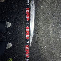 タチウオ