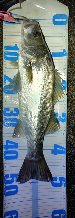 フッコ(ヒラスズキ)の釣果