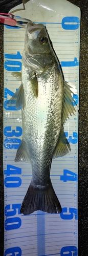 フッコ（ヒラスズキ）の釣果