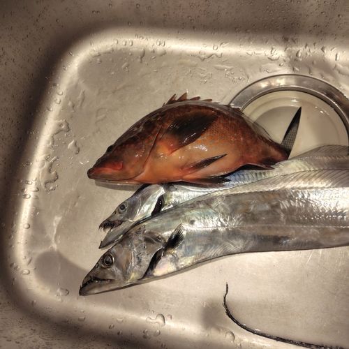 タチウオの釣果