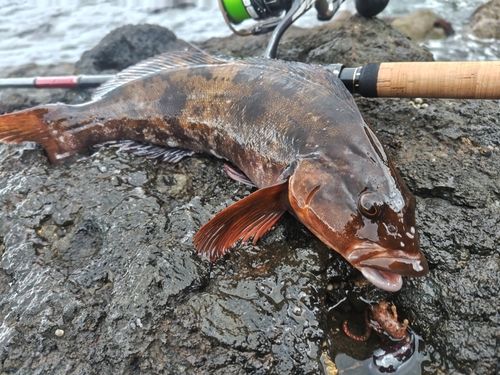 アイナメの釣果