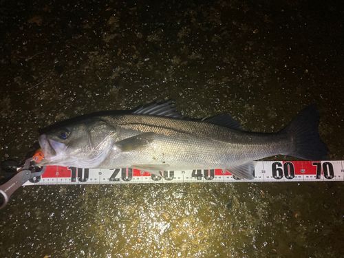 スズキの釣果