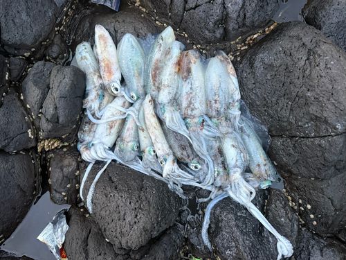 アオリイカの釣果