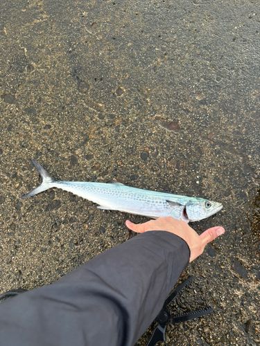 サゴシの釣果