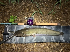 ナマズの釣果