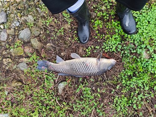 コイの釣果