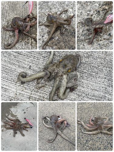 久慈漁港