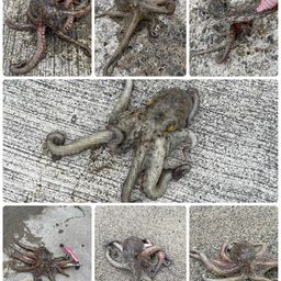 アユ