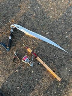 タチウオの釣果