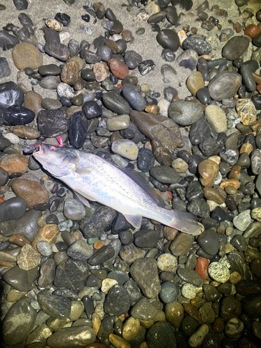 ニベの釣果