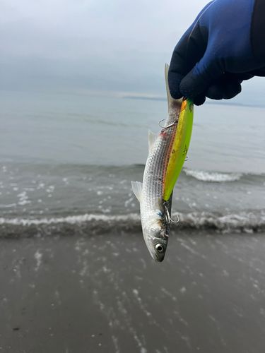 ボラの釣果