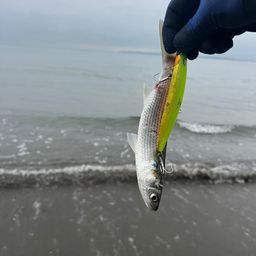ボラ