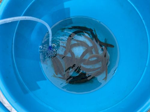 アユの釣果
