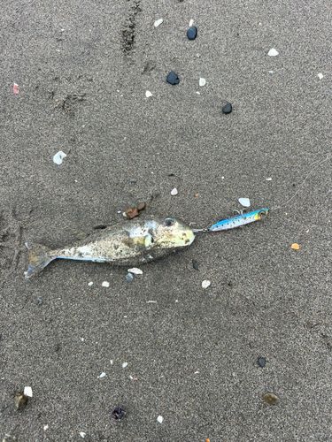 シロサバフグの釣果