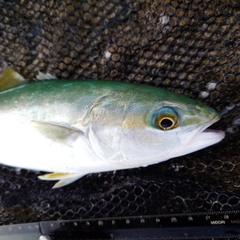 ツバイソの釣果