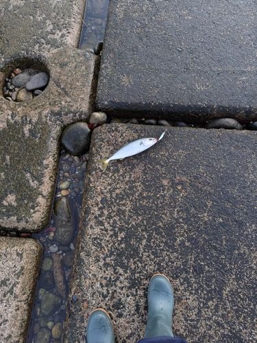 ツバスの釣果