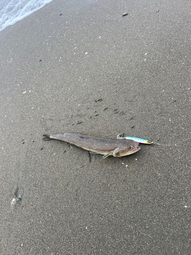 エソの釣果