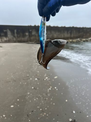 シタビラメの釣果