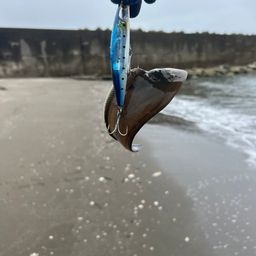シタビラメ