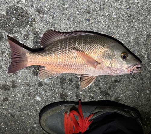 ゴマフエダイの釣果