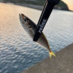アジ