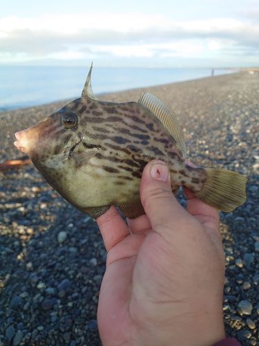 カワハギの釣果
